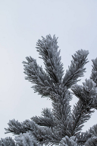 杉木树针上的积雪关闭了