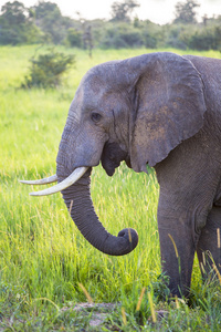 非洲野生大象