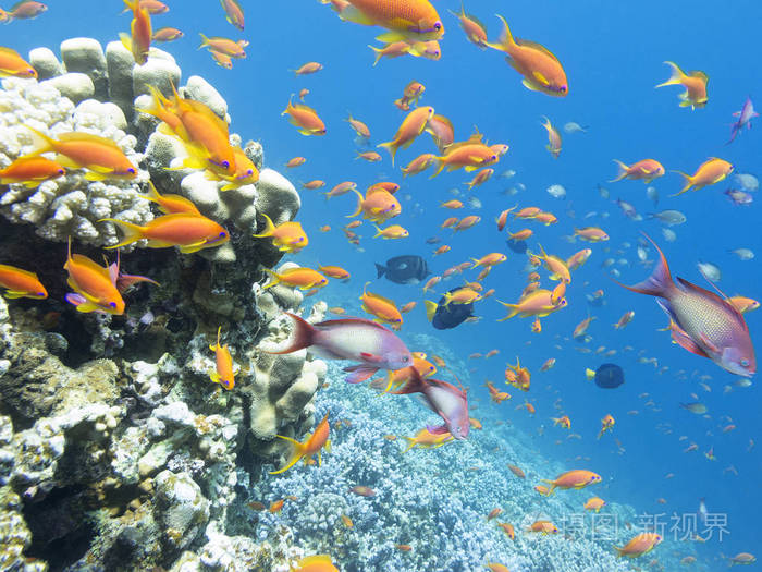 在热带海洋鱼 scalefin 小鱼群鱼群多彩珊瑚礁