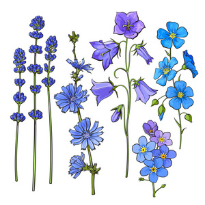 手工绘制的蓝色小花   薰衣草，忘了我不，响铃，矢车菊