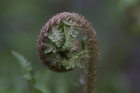 蠕虫蕨类植物在完全展开前的卷叶宏观