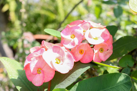 荆棘之冠是美丽的花朵 亚洲花卉 印尼花