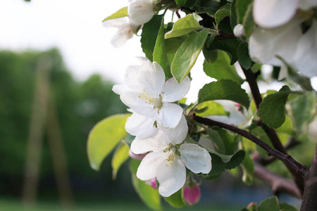 苹果棵开花的树，用明亮的白色花朵