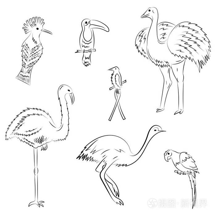 涂鸦的鹦鹉, 鸵鸟, 鸸鹋, 蜂鸟