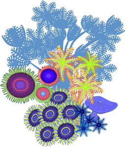Clavularia，抽花粉直感，zoanthus软珊瑚