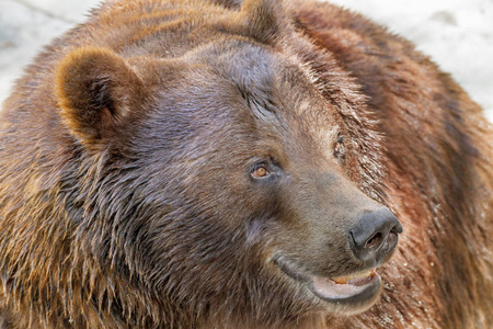 大棕熊捕食动物枪口