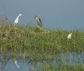 夜鹭 Nycticorax Nycticorax 小白鹭白鹭 garzetta catlle 白鹭 Bulbulcus 宜必思站