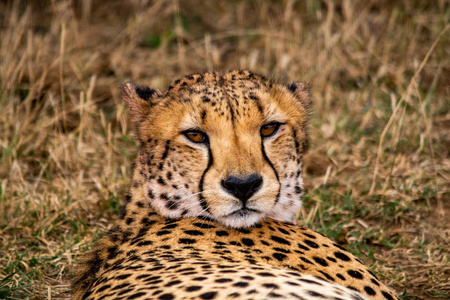 猎豹在自然栖息地野生动物南非图片