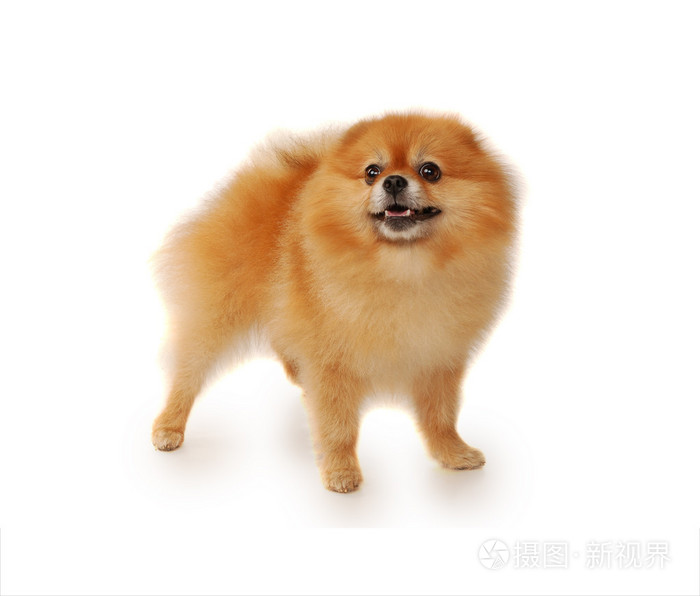 蓬松的红色博美犬狗