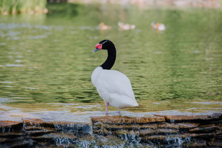 黑颈站在水中的美丽白天鹅选择焦点