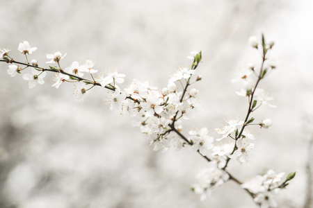 春天开花和各木花卉