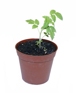 年轻植物番茄幼苗在孤立的花盆