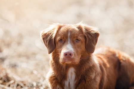 狗新斯科舍省鸭寻回犬春天公园里走