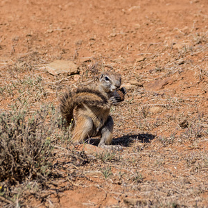 非洲地面松鼠在南部非洲稀树草原上吃粪的特写