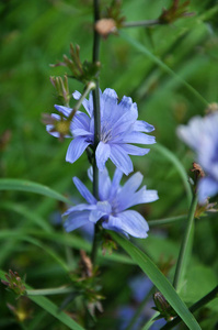 蓝色的花朵和茎菊, 生长在野外