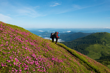 快乐的冒险家背包在阳光明媚的日子里, 在盛开的粉红色杜鹃的足迹上, 欣赏山脉的全景。史诗般的旅行在山上。后视图, 广角