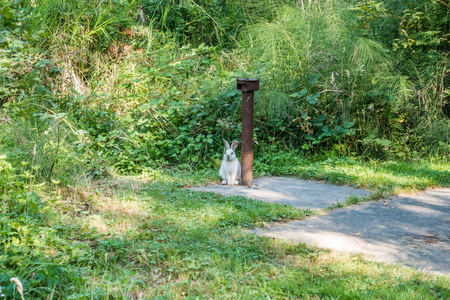 一只白兔坐在一个生锈的金属杆在破折号点州立公园, 在华盛顿州