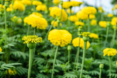 万寿花园里的花