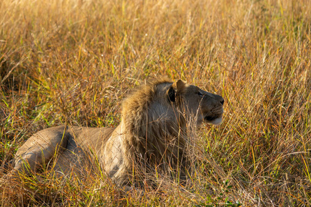 狮子在草南非