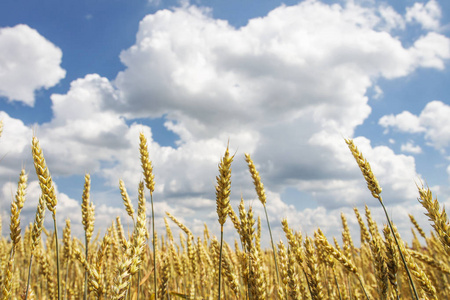 金黄色的小麦在金色的田野上, 用云彩遮住蓝天。收割小麦。收割谷物作物