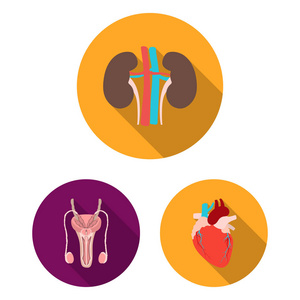 在集合中设计的一个人的平面图标的内部器官。解剖学和医学矢量符号股票 web 插图