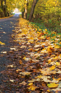 路上有黄叶的树, 一幅风景如画的秋路