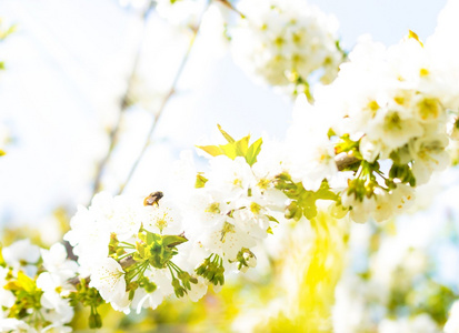 蜜蜂飞行在樱花树