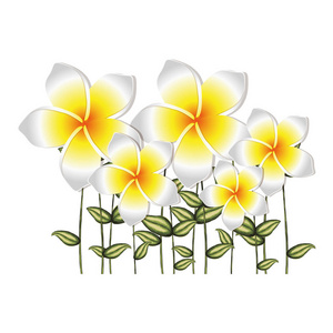 白锦葵花与茎 叶的水彩剪影集