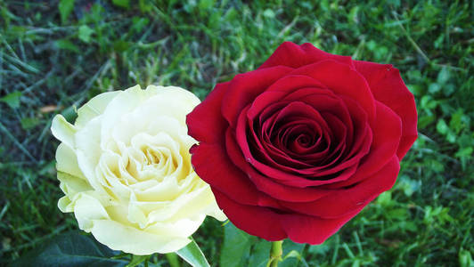 花园里美丽的玫瑰。自然背景