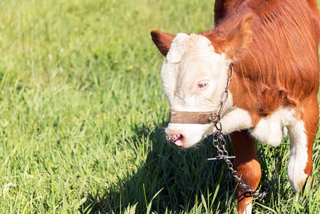 一只混杂的小牛在草地上吃青草, 在夏天的天气下晒太阳。