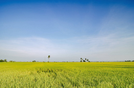 蓝天背景下的绿色稻田在新的季节多云的天空