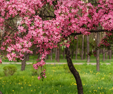 在背景上粉红色美丽的树花天堂苹果树