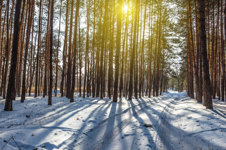 冬天大雪森林在长长的影子，在阳光灿烂的日子