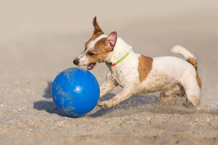 杰克罗素猎犬狗在海边奔跑