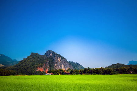 美丽的绿色稻田背景山与蓝天