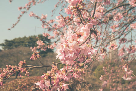 在日本樱花的樱花盛开图片