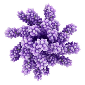顶视图的紫色羽扇豆鲜花插在花瓶里白色背上孤立