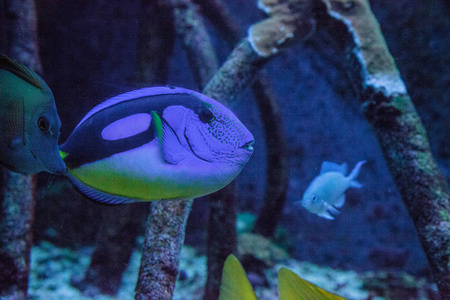 蓝河马塘鱼 Paracanthurus hepatus 游过珊瑚礁