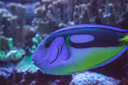 蓝河马塘鱼 Paracanthurus hepatus 游过珊瑚礁