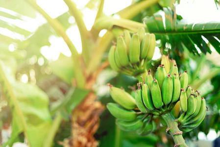 棕榈树上的绿色成熟的香蕉。夏天和旅行概念。复制空间。香蕉果子束与太阳泄漏作用