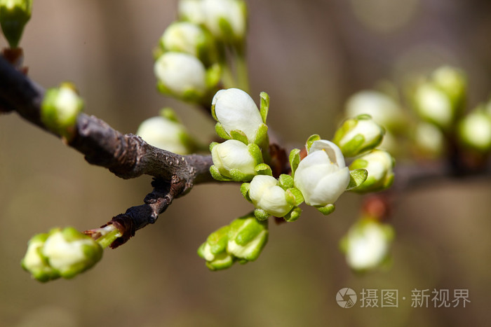 一根小树枝樱桃芽