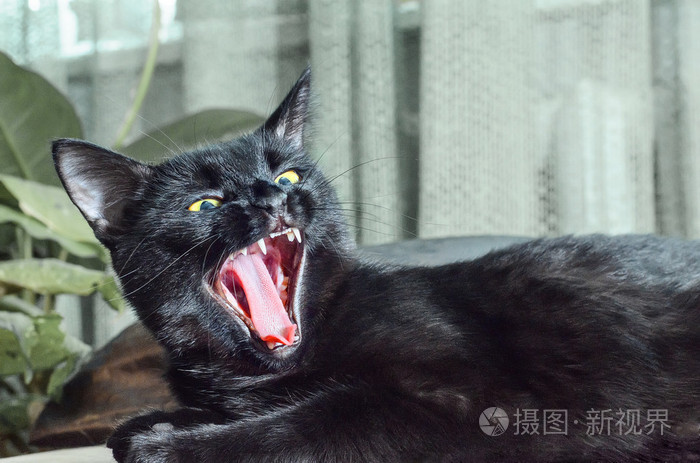 黑猫得张大了嘴巴.打呵欠的猫