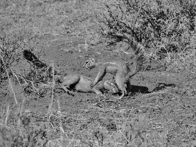 非洲青年地面松鼠在白天玩耍的单色照片