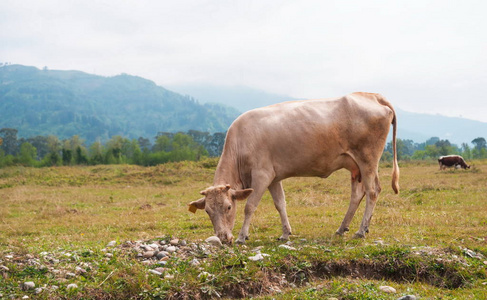 奶牛在阿扎尔的领域。格鲁吉亚