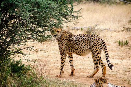 猎豹在自然栖息地野生动物南非图片