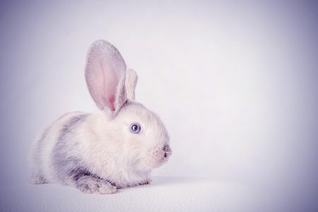 白色的小毛茸茸的兔子