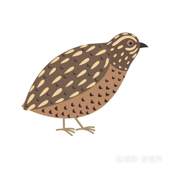 鹌鹑鸟可爱的卡通人物平面设计分离
