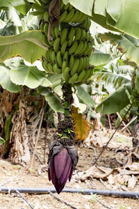 香蕉果树农业