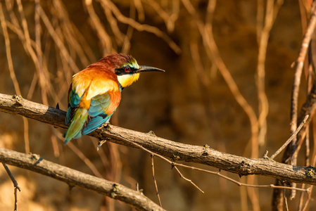 异国情调的鸟欧洲蜂食者或 Merops apiaster