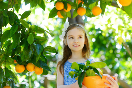 小女孩采摘新鲜成熟的橘子